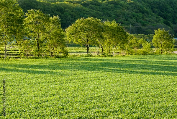 Fototapeta 朝日の逆光を受けて輝く田舎の風景　北海道