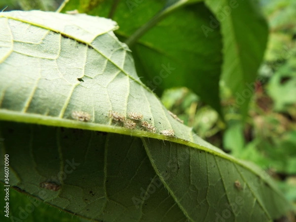 Fototapeta グンバイムシ lace bug