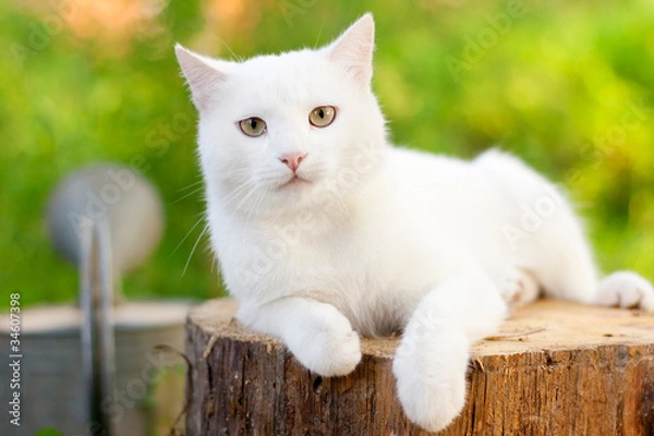 Fototapeta white cat in the garden