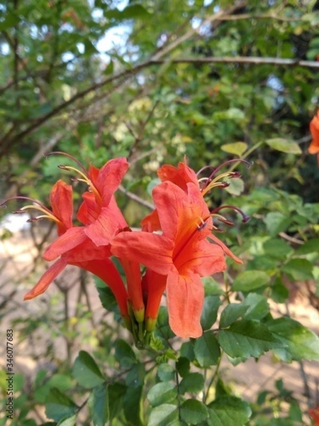 Obraz red autumn leaves