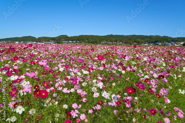 Obraz コスモス畑　生田目　益子町