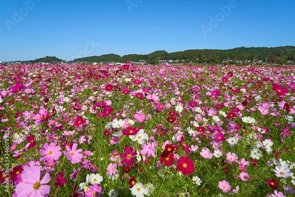 Obraz コスモス畑　生田目　益子町