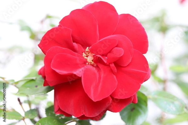 Fototapeta 真っ赤なバラの花
