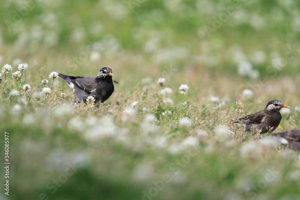 Obraz 捕食中のムクドリ　ムクドリ　椋鳥　むく鳥　