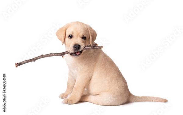 Obraz Labrador puppy playing with a stick on a white background