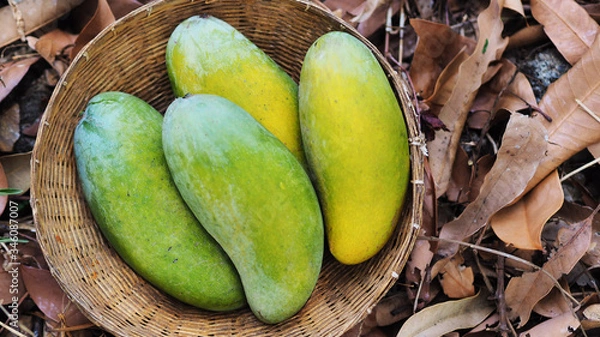 Obraz Mango tropical fruit in wooden basket put on green leaf background