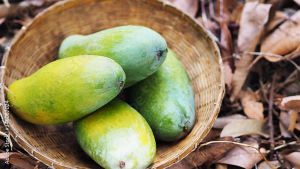 Obraz Mango tropical fruit in wooden basket put on green leaf background