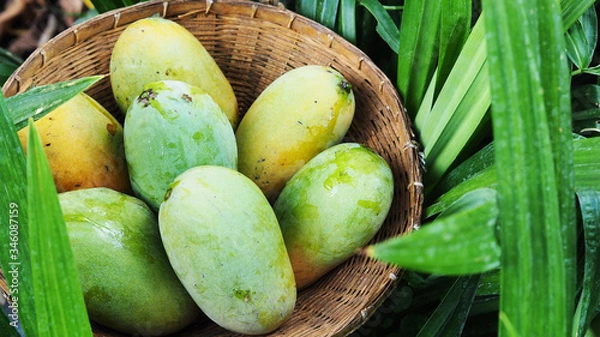 Obraz Mango tropical fruit in wooden basket put on green leaf background