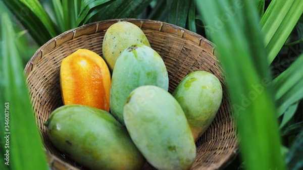 Obraz Mango tropical fruit in wooden basket put on green leaf background