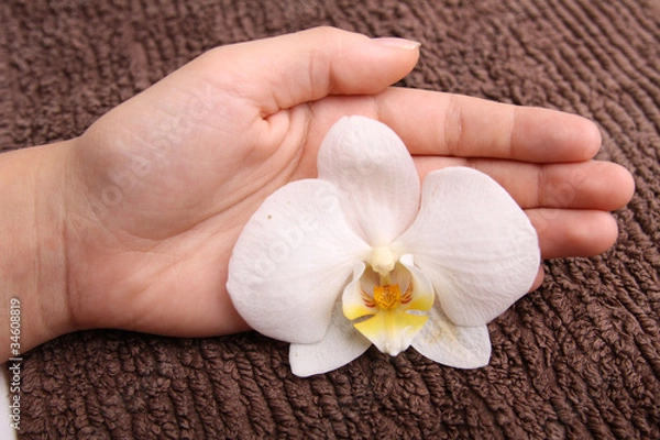 Fototapeta Hand umfasst eine Orchidee