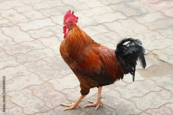 Obraz Cock Rooster