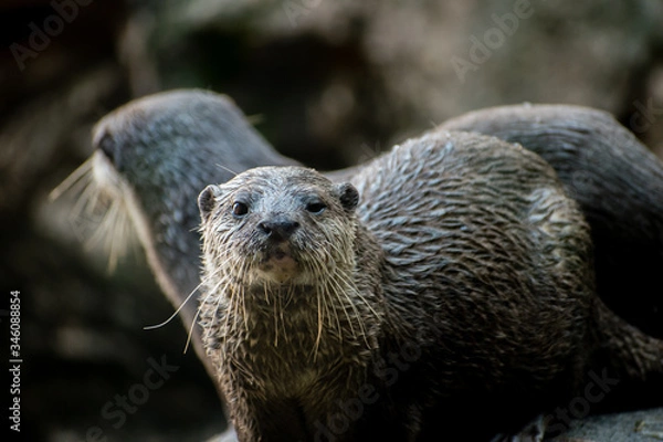 Fototapeta A couple of Ruddy mongoose, moving together, in vigilance