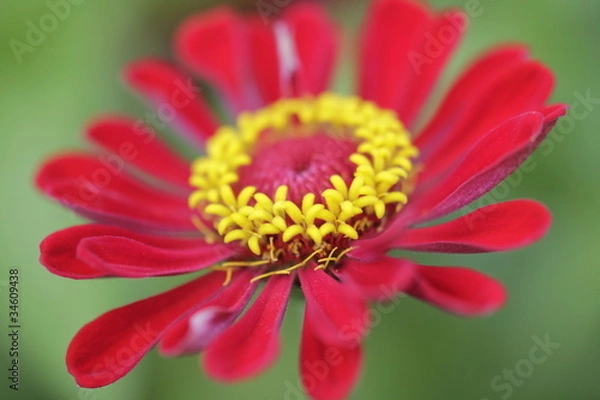 Fototapeta ジニアの花