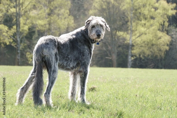 Obraz Irischer Wolfshund