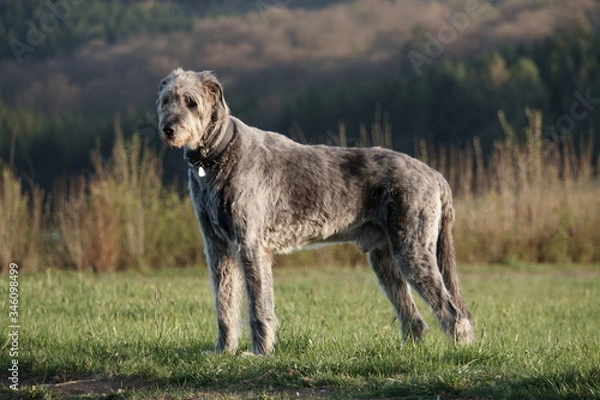 Obraz Irischer Wolfshund