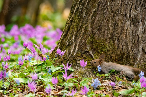Fototapeta 森の中で