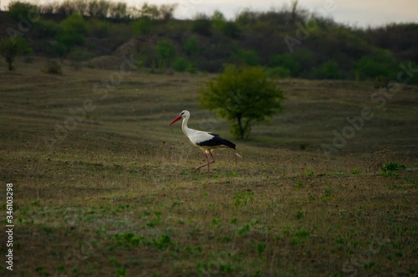 Fototapeta White and black stork walking in a field