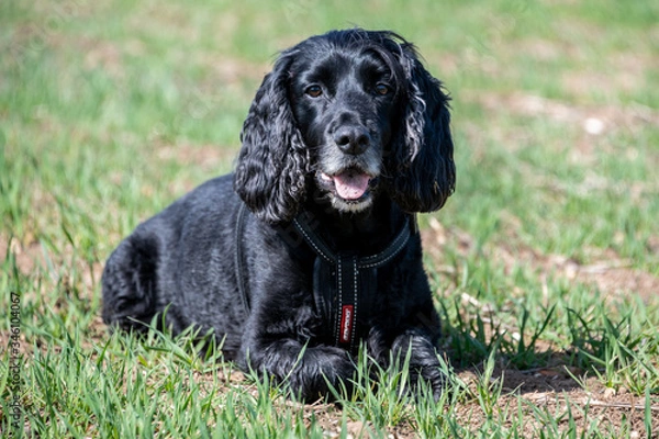 Obraz Working cocker spaniel dog