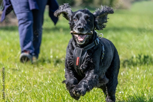 Obraz Working cocker spaniel dog