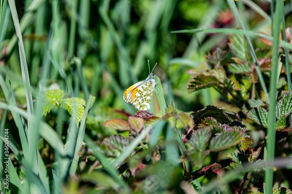 Obraz British Butterflies