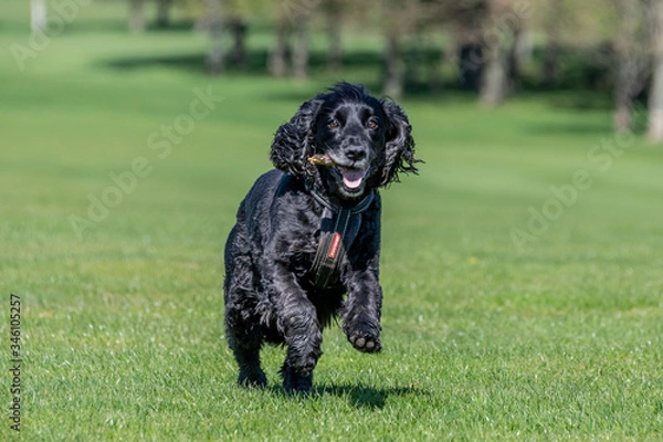 Obraz Working cocker spaniel dog