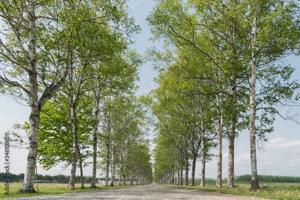 Obraz 北海道十勝　白樺の並木道