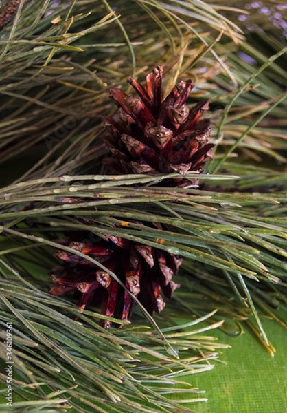 Fototapeta pine cone on a branch