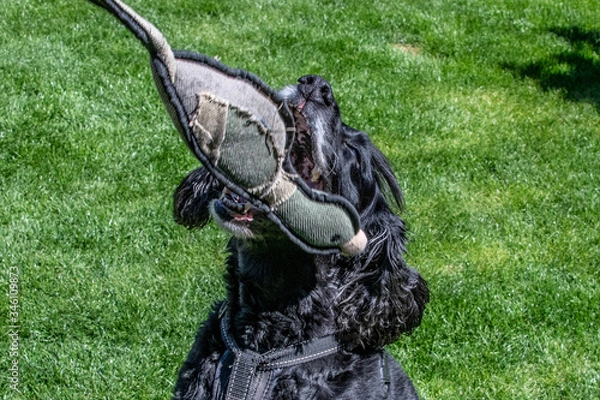 Obraz Working cocker spaniel dog