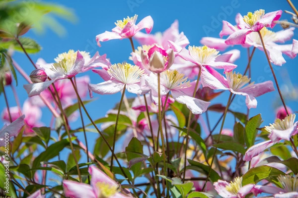 Fototapeta Spring flowers in bloom
