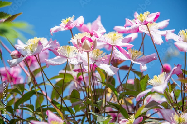 Obraz Spring flowers in bloom