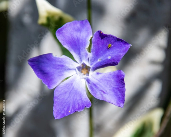 Obraz Spring flowers in bloom