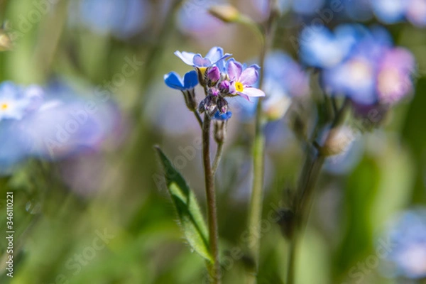 Fototapeta Spring flowers in bloom