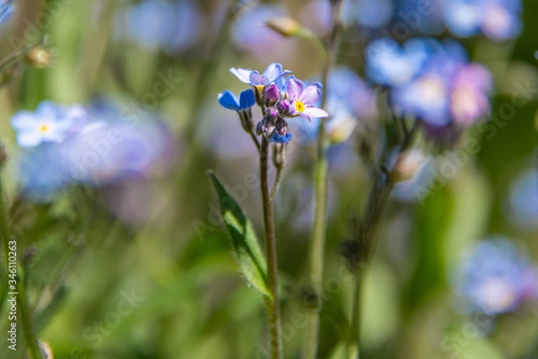 Obraz Spring flowers in bloom