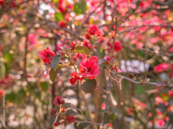 Fototapeta Red Bougainvillea flowers in Songdafeng zushi Memorial hall or Tai hong kong in Teochew language at shantou city guangdong provice china.