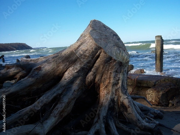 Obraz stump on the shore