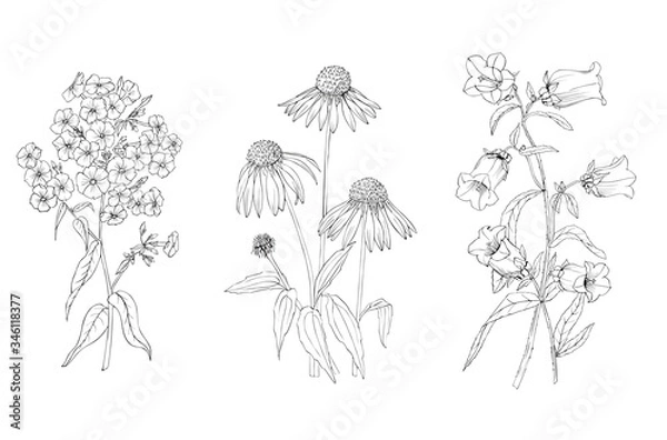 Fototapeta Phlox, of Echinacea and a bell black and white vector graphics