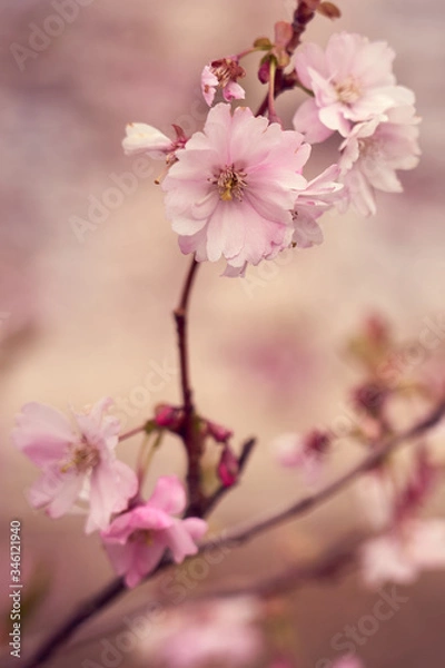 Obraz Branch of pink apple blossoms with blurred background bokeh.