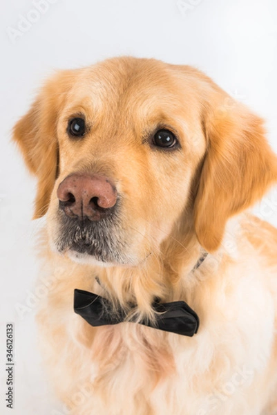 Obraz Golden retriever with a black bow tie. Studio shot of an adorable Golden Retriever looking elegant on a white background.
