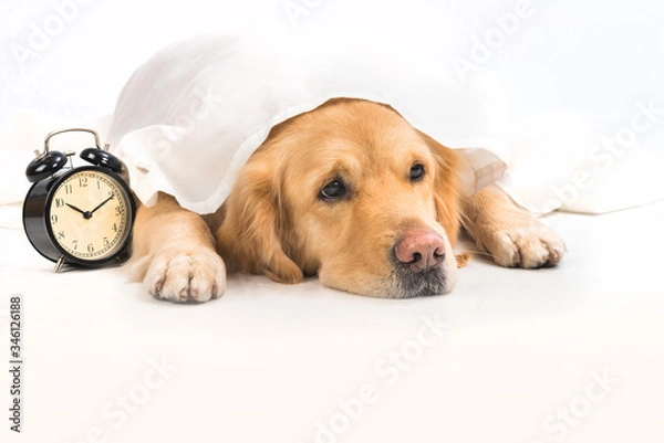 Obraz A boring young golden retriever under a white cloth next to an alarm clock. The pet waits for the alarm clock to go off before getting up. Friendly pets and care concept.