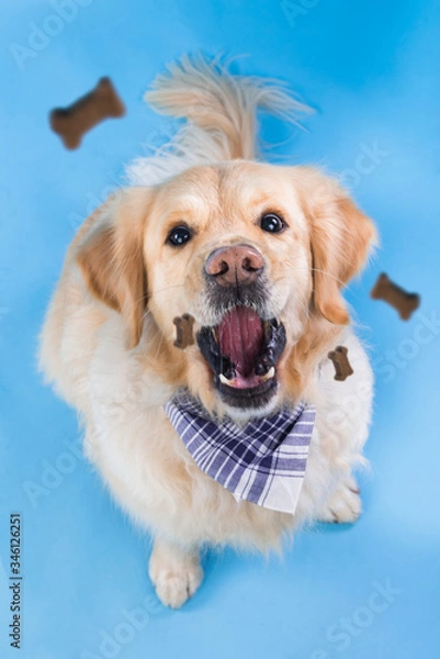 Fototapeta A golden retriever tries to catch a treat in mid air sitting on a blue background. Friendly pet eating bone-shaped cookies.