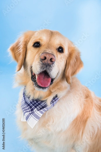Obraz Golden retriever with a checkered scarf on the floor, blue background. Studio shot of an adorable sitting Golden Retriever that looks happy and fun