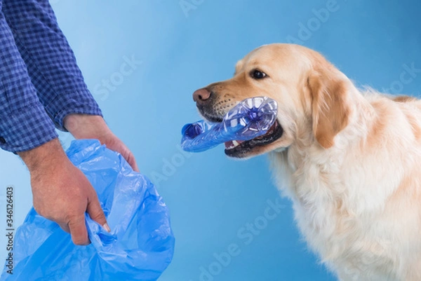 Obraz A golden retriever picking up a plastic bottle Respect for the environment. Gathering plastic bottles