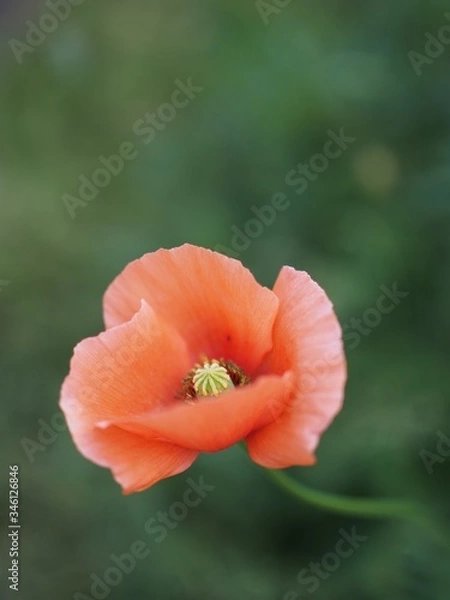 Obraz 遊歩道に咲くナガミヒナゲシ