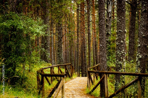 Fototapeta path cross the forest
