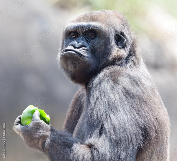 Obraz Gorilla eating apple