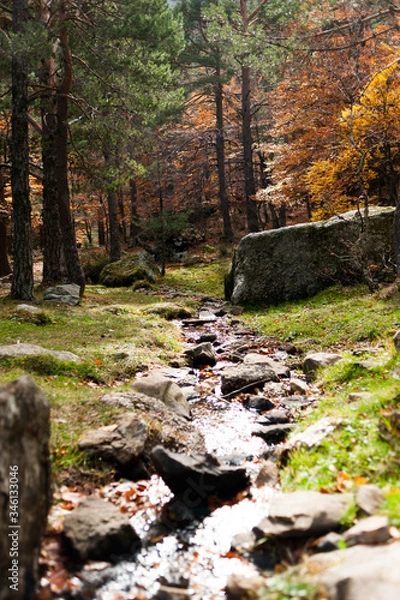 Fototapeta stream in the forest