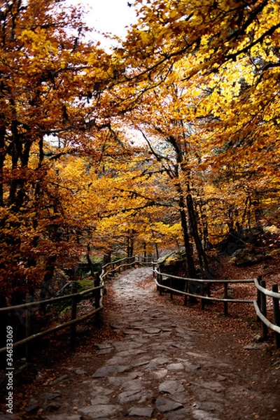 Fototapeta path cross the forest