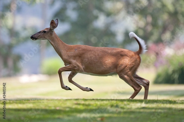 Obraz White-tailed deer in neighborhood leaping