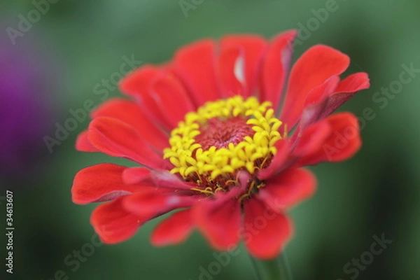 Fototapeta 百日草