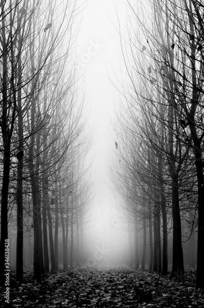 Fototapeta fog in the forest
